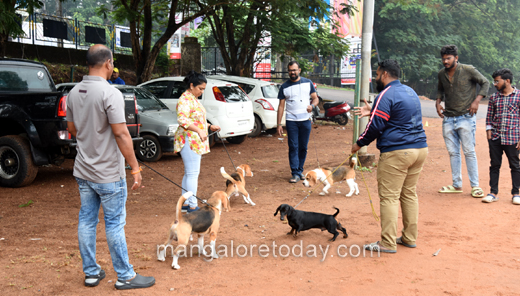 Canine Show